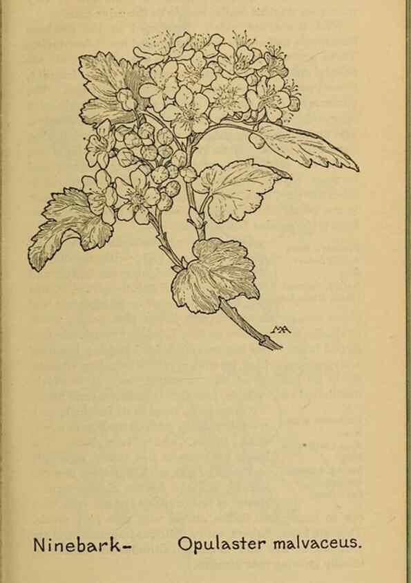 Reproducción/Reproduction 46800843572: Field book of western wild flowers /. New York :Putnam,1915.. 