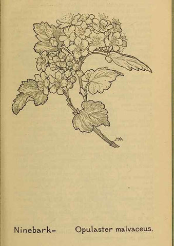 Reproducción/Reproduction 46800843572: Field book of western wild flowers /. New York :Putnam,1915.. 