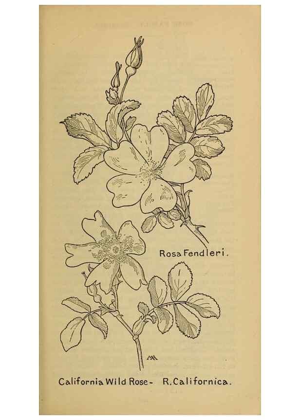 Reproducción/Reproduction 46800844022: Field book of western wild flowers /. New York :Putnam,1915.. 
