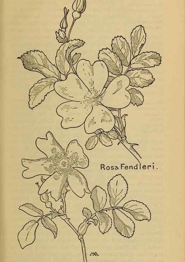 Reproducción/Reproduction 46800844022: Field book of western wild flowers /. New York :Putnam,1915.. 