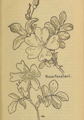 Reproducción/Reproduction 46800844022: Field book of western wild flowers /. New York :Putnam,1915.. 