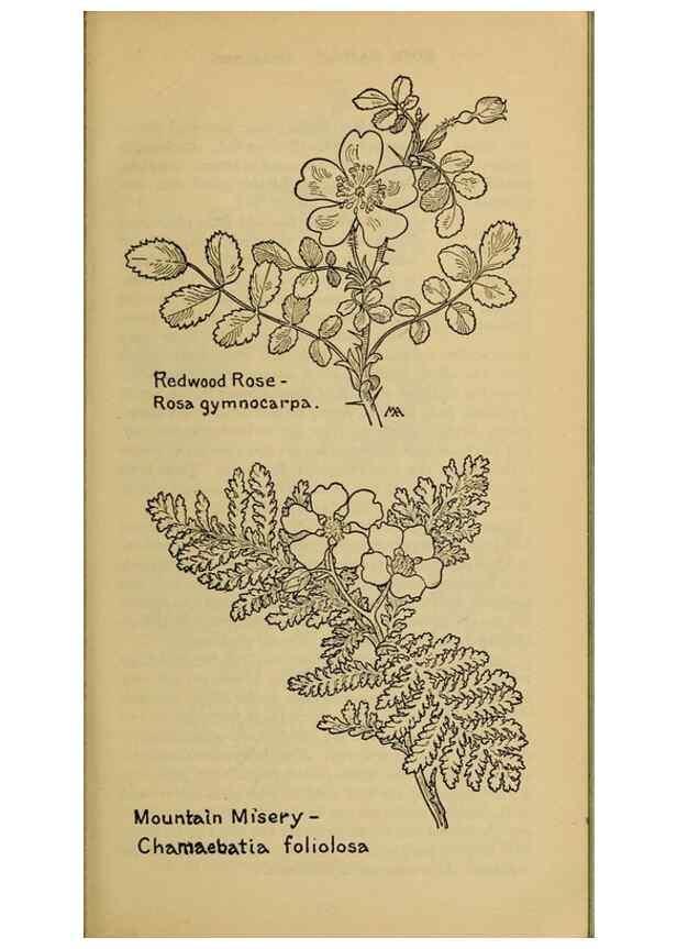Reproducción/Reproduction 46127825874: Field book of western wild flowers /. New York :Putnam,1915.. 