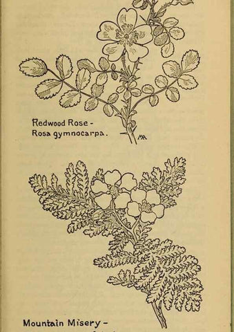 Reproducción/Reproduction 46127825874: Field book of western wild flowers /. New York :Putnam,1915.. 