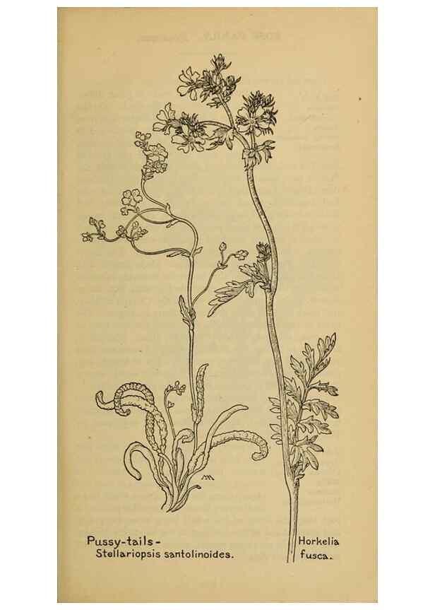Reproducción/Reproduction 39887983073: Field book of western wild flowers /. New York :Putnam,1915.. 