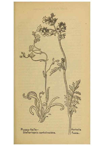 Reproducción/Reproduction 39887983073: Field book of western wild flowers /. New York :Putnam,1915.. 