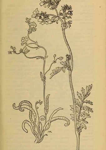 Reproducción/Reproduction 39887983073: Field book of western wild flowers /. New York :Putnam,1915.. 