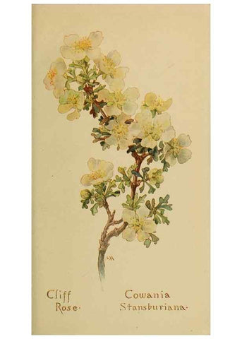 Reproducción/Reproduction 46852896561: Field book of western wild flowers /. New York :Putnam,1915.. 