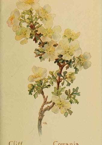 Reproducción/Reproduction 46852896561: Field book of western wild flowers /. New York :Putnam,1915.. 