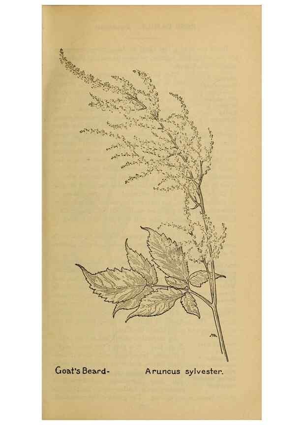 Reproducción/Reproduction 46852897091: Field book of western wild flowers /. New York :Putnam,1915.. 
