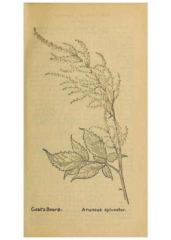 Reproducción/Reproduction 46852897091: Field book of western wild flowers /. New York :Putnam,1915.. 