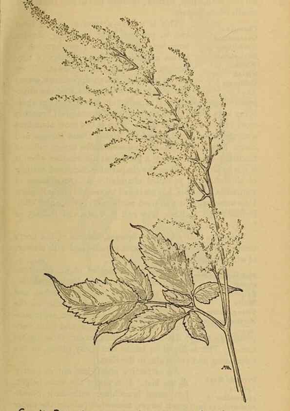 Reproducción/Reproduction 46852897091: Field book of western wild flowers /. New York :Putnam,1915.. 