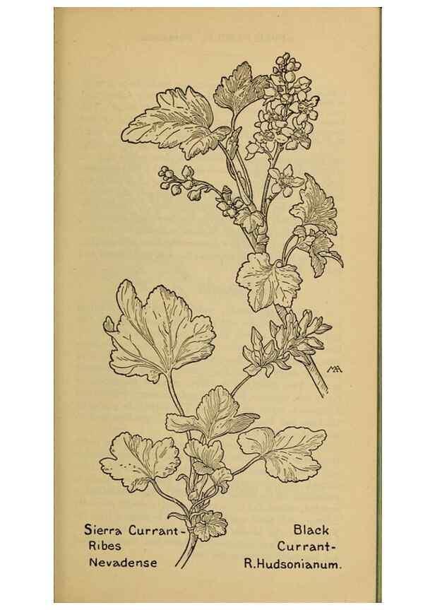 Reproducción/Reproduction 39887978673: Field book of western wild flowers /. New York :Putnam,1915.. 