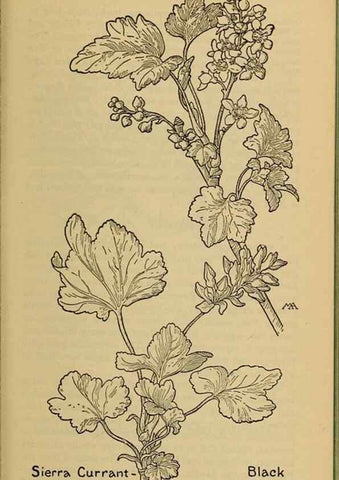 Reproducción/Reproduction 39887978673: Field book of western wild flowers /. New York :Putnam,1915.. 