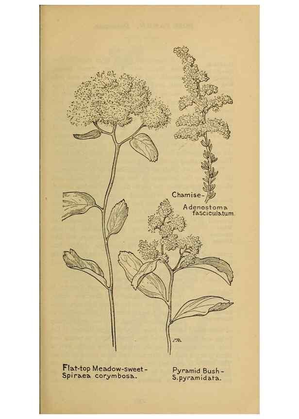 Reproducción/Reproduction 46127834244: Field book of western wild flowers /. New York :Putnam,1915.. 