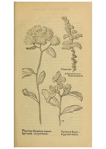 Reproducción/Reproduction 46127834244: Field book of western wild flowers /. New York :Putnam,1915.. 