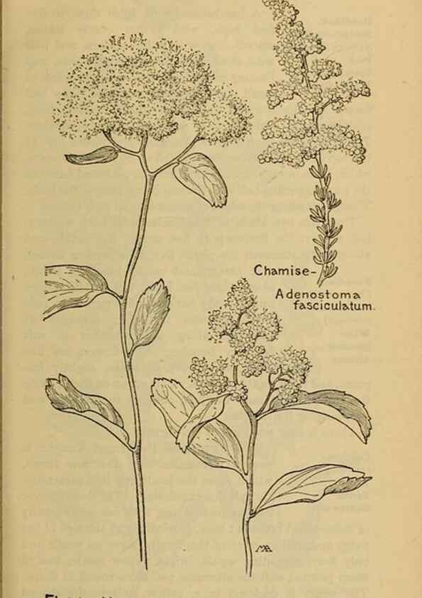 Reproducción/Reproduction 46127834244: Field book of western wild flowers /. New York :Putnam,1915.. 