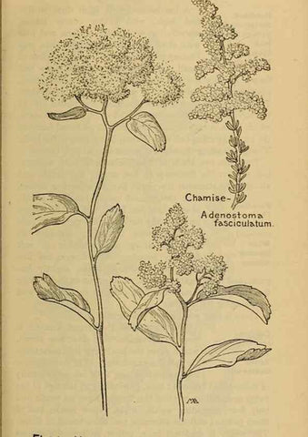 Reproducción/Reproduction 46127834244: Field book of western wild flowers /. New York :Putnam,1915.. 