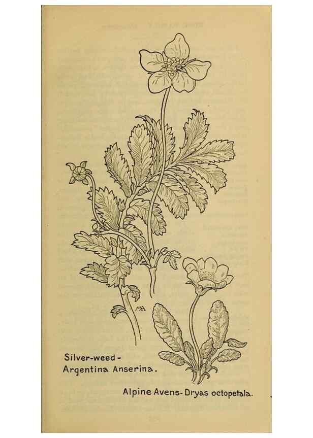 Reproducción/Reproduction 46127838864: Field book of western wild flowers /. New York :Putnam,1915.. 