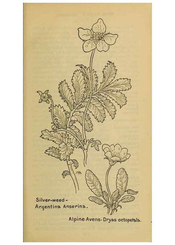 Reproducción/Reproduction 46127838864: Field book of western wild flowers /. New York :Putnam,1915.. 