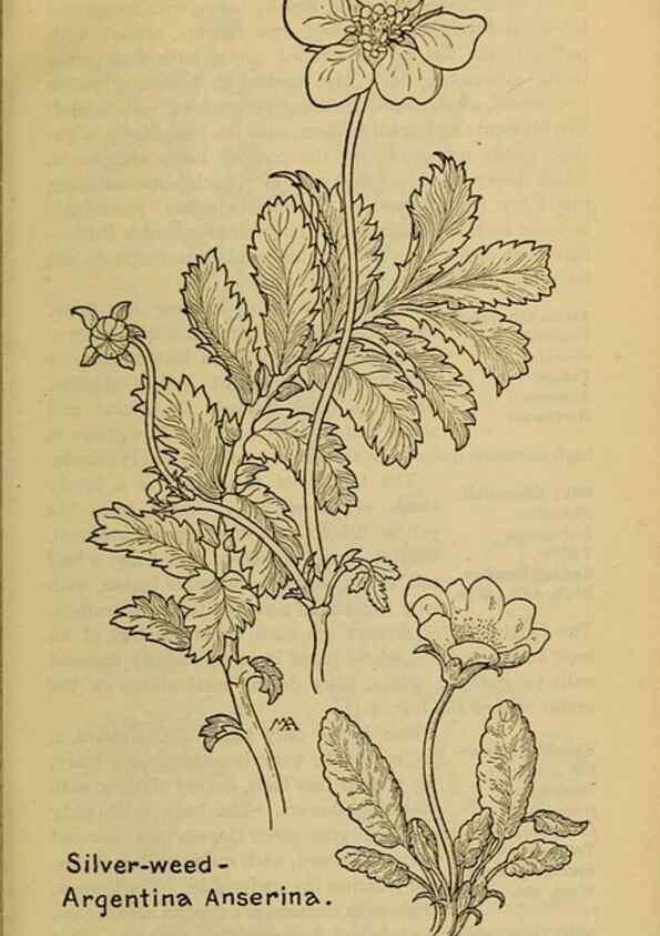 Reproducción/Reproduction 46127838864: Field book of western wild flowers /. New York :Putnam,1915.. 