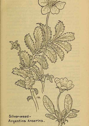 Reproducción/Reproduction 46127838864: Field book of western wild flowers /. New York :Putnam,1915.. 