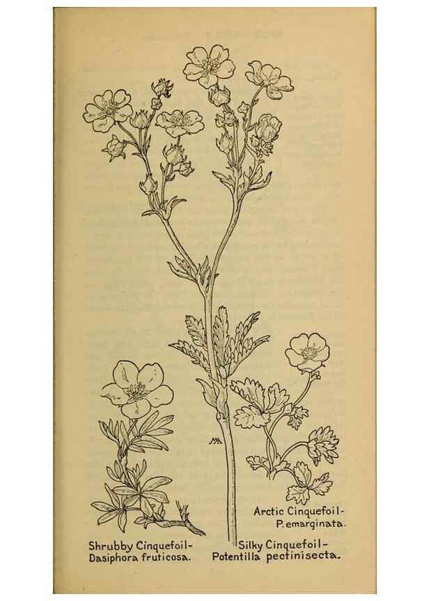Reproducción/Reproduction 46127840984: Field book of western wild flowers /. New York :Putnam,1915.. 