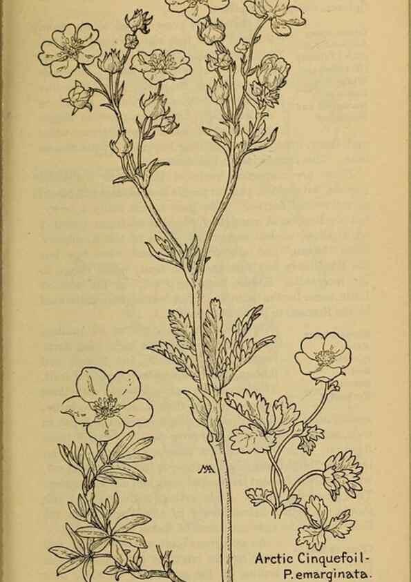 Reproducción/Reproduction 46127840984: Field book of western wild flowers /. New York :Putnam,1915.. 