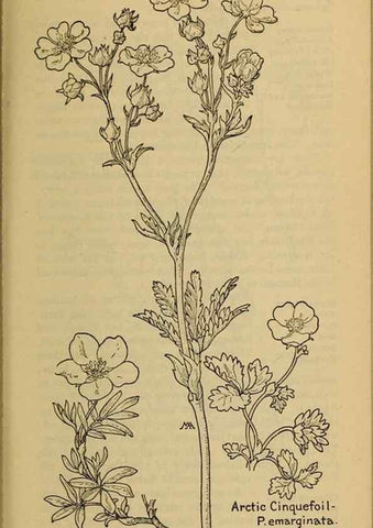 Reproducción/Reproduction 46127840984: Field book of western wild flowers /. New York :Putnam,1915.. 