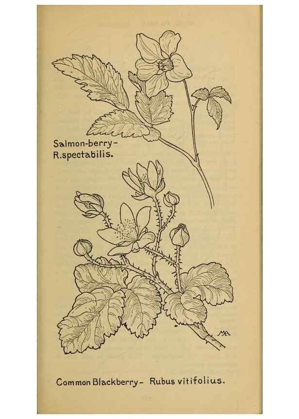 Reproducción/Reproduction 45938269675: Field book of western wild flowers /. New York :Putnam,1915.. 