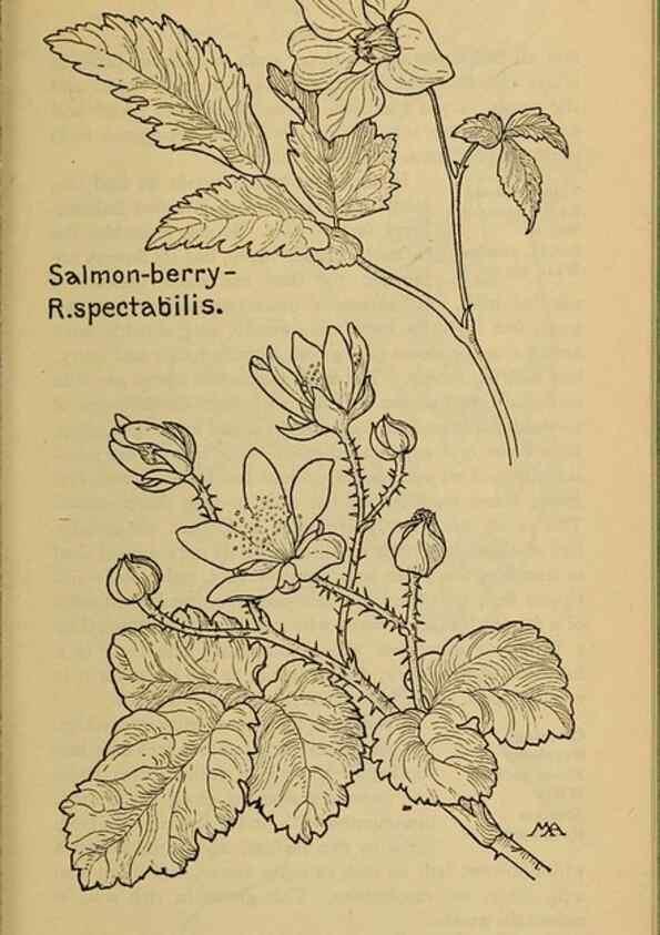 Reproducción/Reproduction 45938269675: Field book of western wild flowers /. New York :Putnam,1915.. 