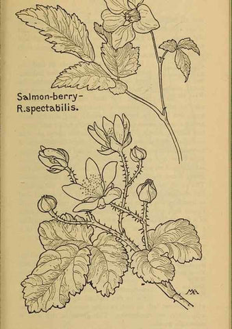 Reproducción/Reproduction 45938269675: Field book of western wild flowers /. New York :Putnam,1915.. 