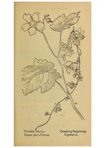 Reproducción/Reproduction 45938271075: Field book of western wild flowers /. New York :Putnam,1915.. 