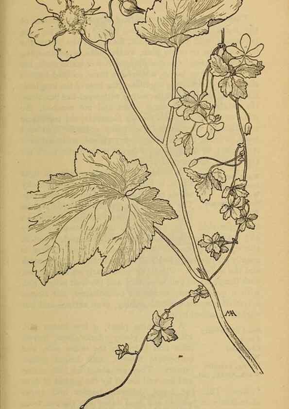 Reproducción/Reproduction 45938271075: Field book of western wild flowers /. New York :Putnam,1915.. 