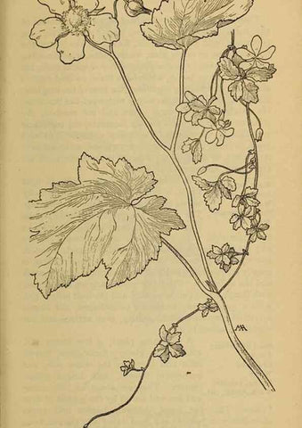 Reproducción/Reproduction 45938271075: Field book of western wild flowers /. New York :Putnam,1915.. 