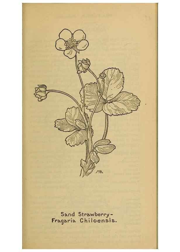 Reproducción/Reproduction 45938272465: Field book of western wild flowers /. New York :Putnam,1915.. 