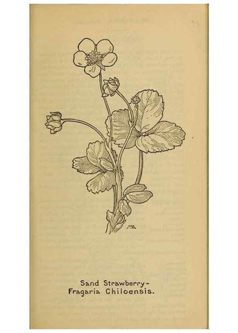 Reproducción/Reproduction 45938272465: Field book of western wild flowers /. New York :Putnam,1915.. 