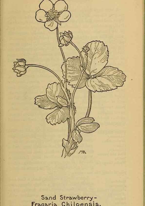 Reproducción/Reproduction 45938272465: Field book of western wild flowers /. New York :Putnam,1915.. 