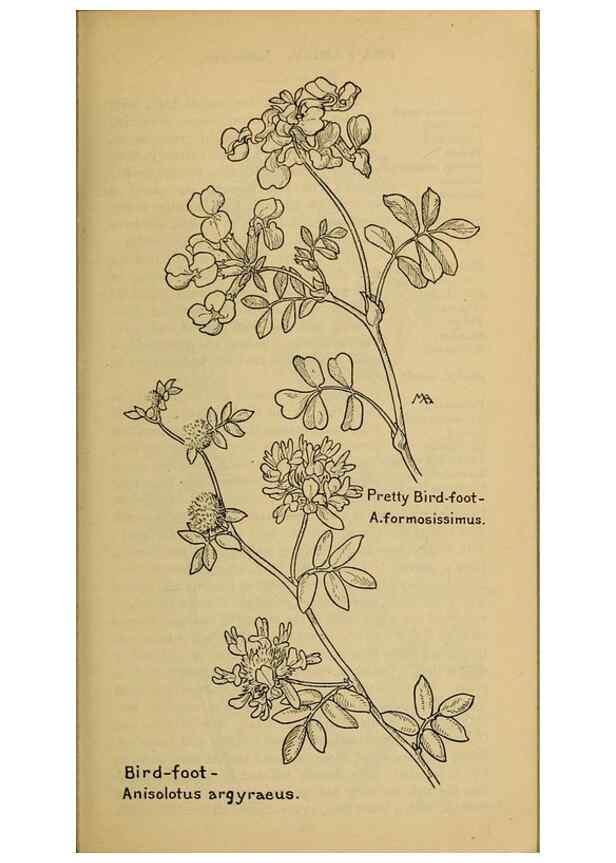 Reproducción/Reproduction 45938273685: Field book of western wild flowers /. New York :Putnam,1915.. 
