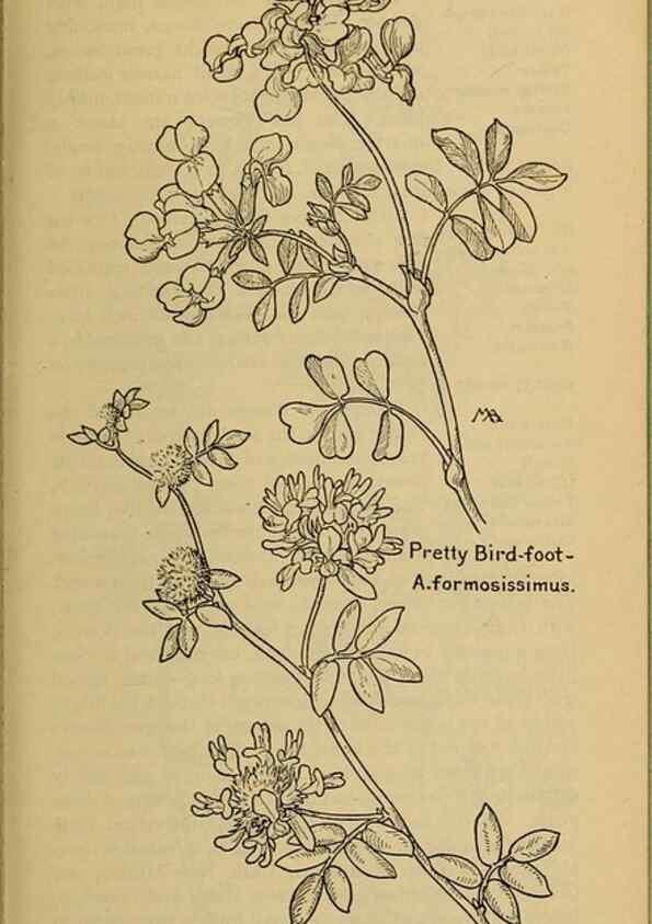 Reproducción/Reproduction 45938273685: Field book of western wild flowers /. New York :Putnam,1915.. 