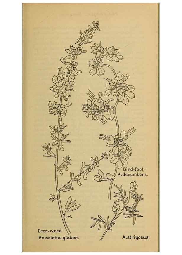 Reproducción/Reproduction 32977488328: Field book of western wild flowers /. New York :Putnam,1915.. 
