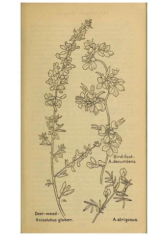 Reproducción/Reproduction 32977488328: Field book of western wild flowers /. New York :Putnam,1915.. 