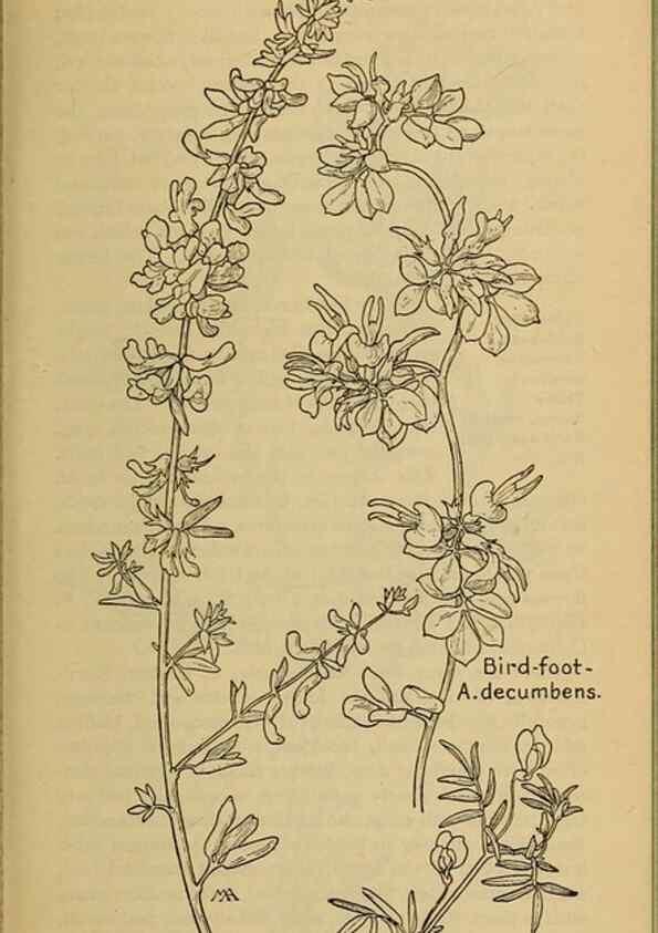 Reproducción/Reproduction 32977488328: Field book of western wild flowers /. New York :Putnam,1915.. 