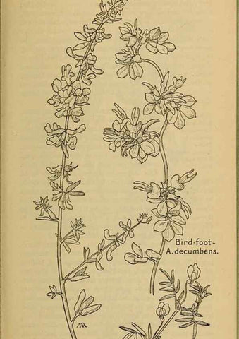 Reproducción/Reproduction 32977488328: Field book of western wild flowers /. New York :Putnam,1915.. 