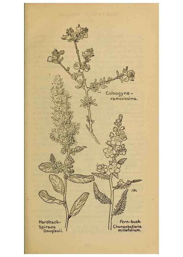 Reproducción/Reproduction 32977485908: Field book of western wild flowers /. New York :Putnam,1915.. 