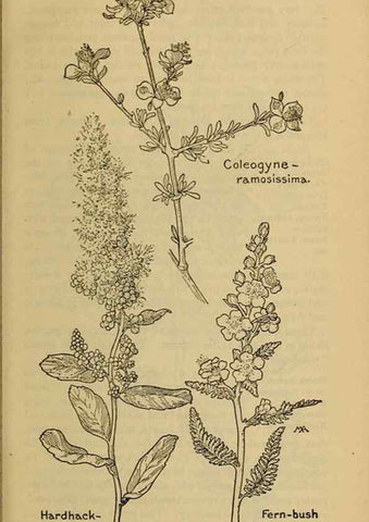 Reproducción/Reproduction 32977485908: Field book of western wild flowers /. New York :Putnam,1915.. 
