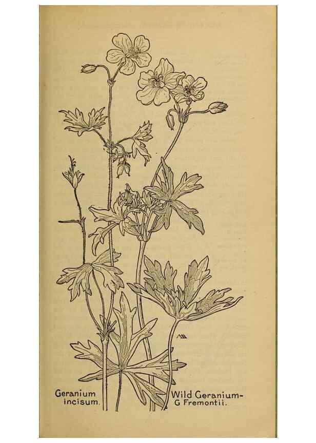 Reproducción/Reproduction 46127861774: Field book of western wild flowers /. New York :Putnam,1915.. 