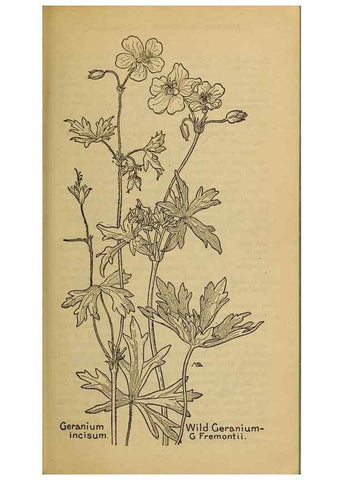 Reproducción/Reproduction 46127861774: Field book of western wild flowers /. New York :Putnam,1915.. 