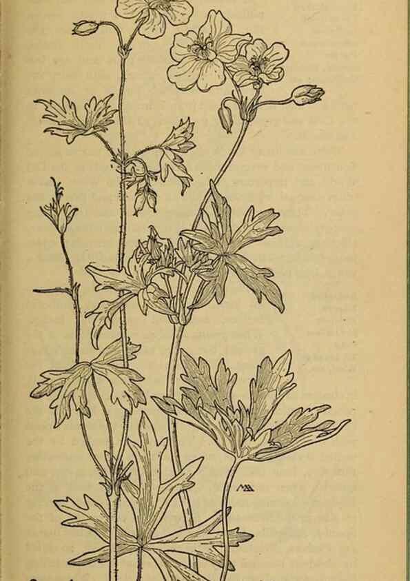 Reproducción/Reproduction 46127861774: Field book of western wild flowers /. New York :Putnam,1915.. 