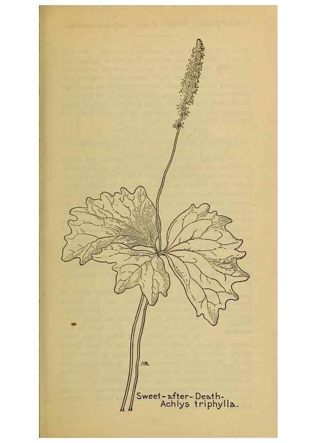 Reproducción/Reproduction 39887931683: Field book of western wild flowers /. New York :Putnam,1915.. 
