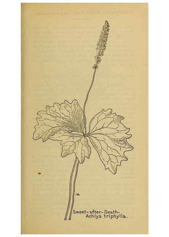 Reproducción/Reproduction 39887931683: Field book of western wild flowers /. New York :Putnam,1915.. 